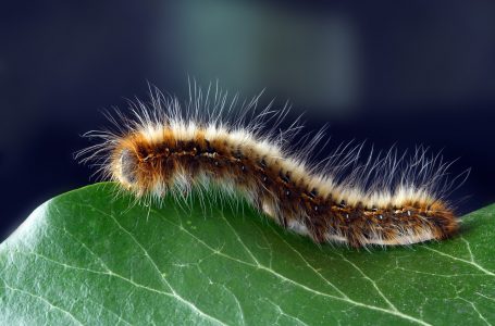 Zo vermijd je de akelige processierups: 4 tips